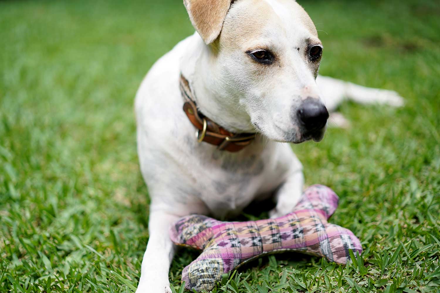 Corte Dog Bone