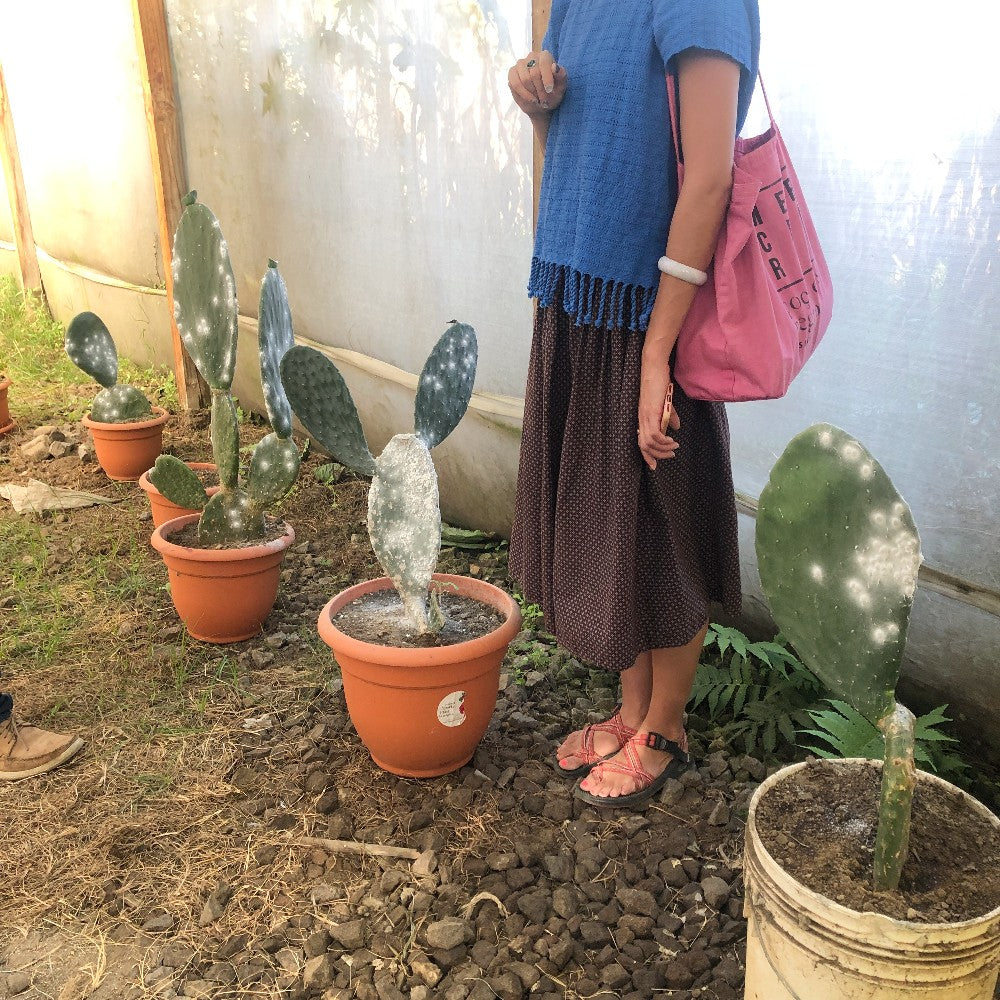 Dried Cochineal for Dyeing
