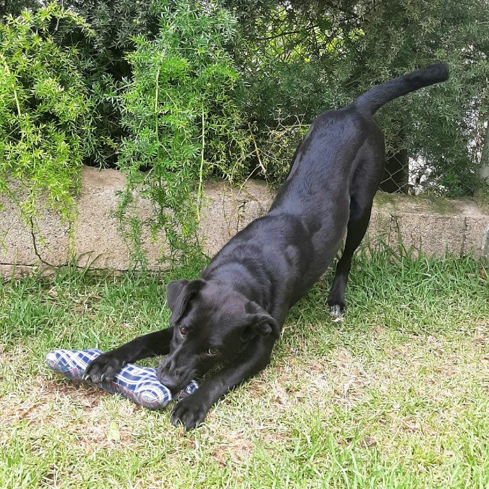 Corte Dog Bone