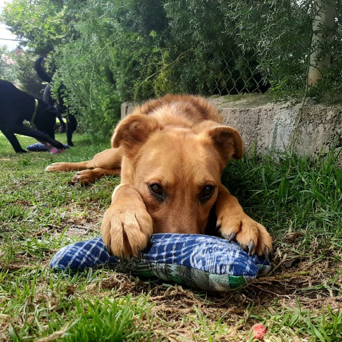 Corte Dog Bone
