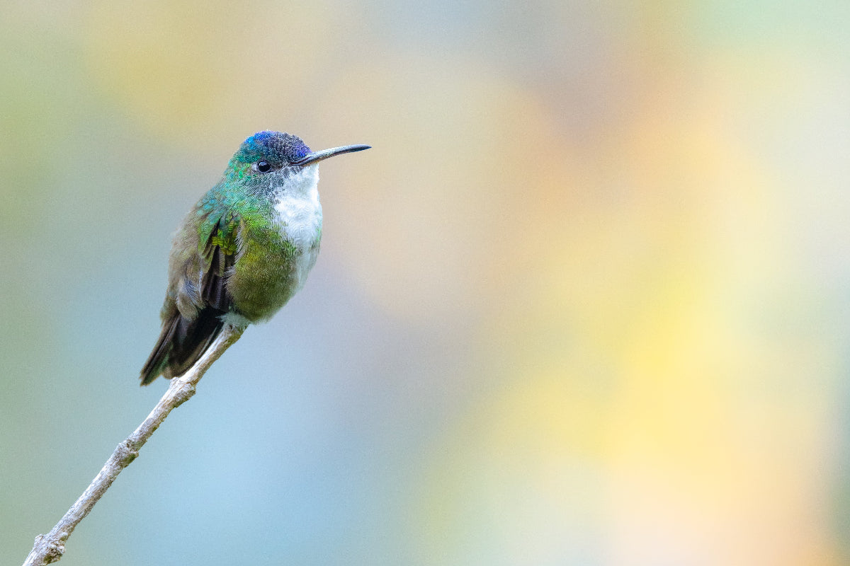 Hummingbird perched on a branch with a blurred colorful background