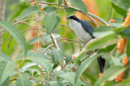 Blue and white mockingbird in lush vegetation