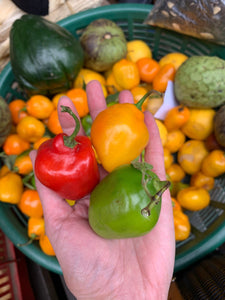 A hand holds colorful peppers at the Chichicastenango market