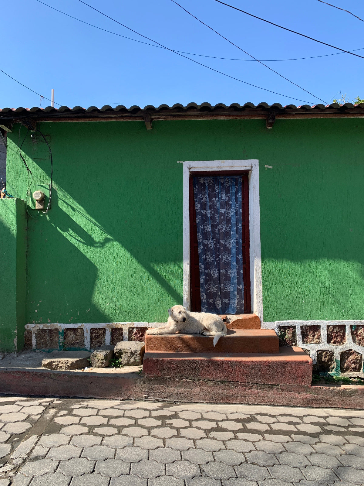 Green wall with a window and a dog 