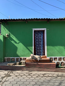 Green wall with a window and a dog 