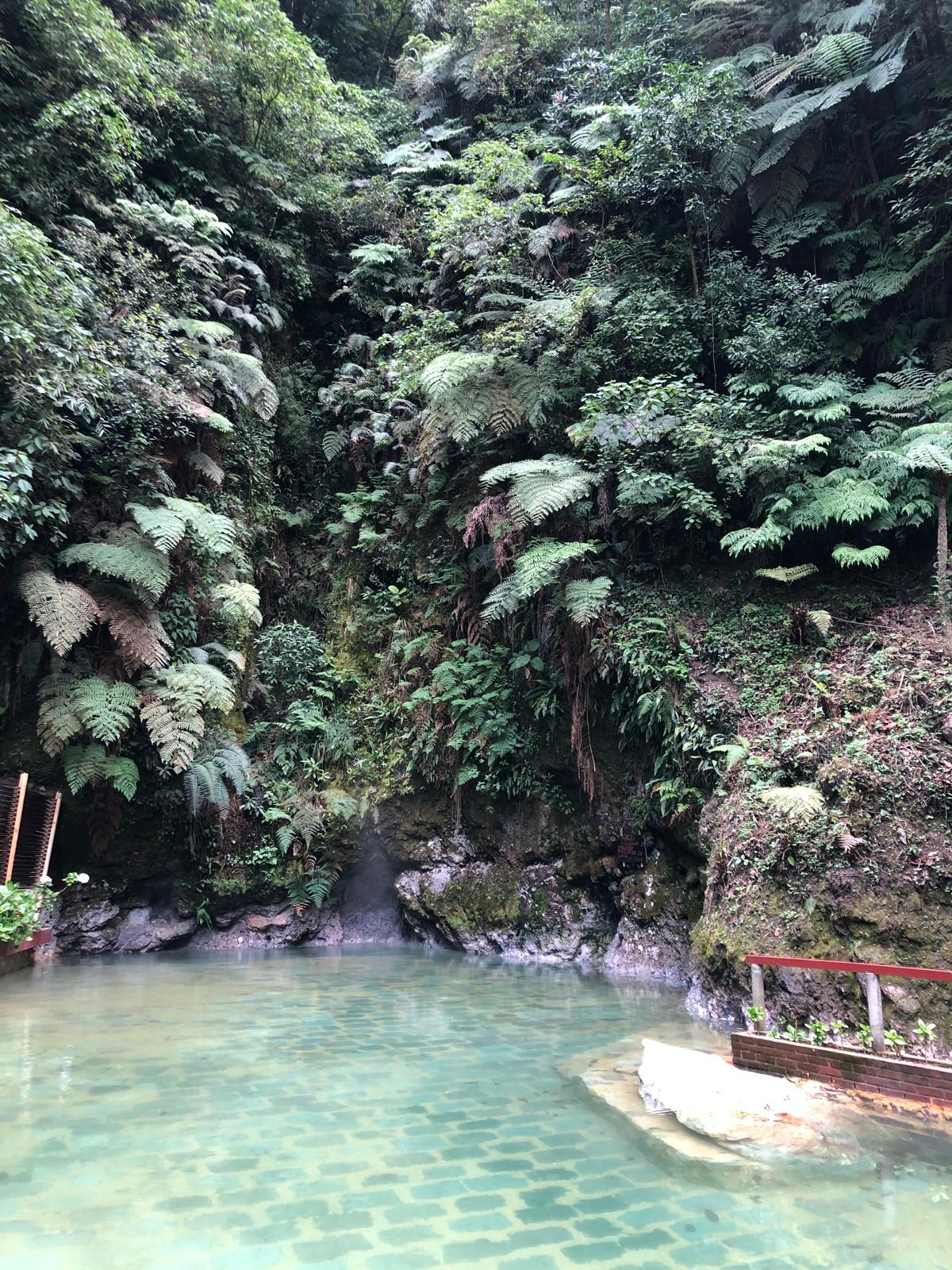 Natural pool surrounded by lush greenery and trees