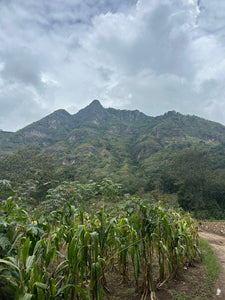 A landscape photograph showing Rostro Maya mountain covered in vegetation under a cloudy white sky, with rows of green plants in the foreground.