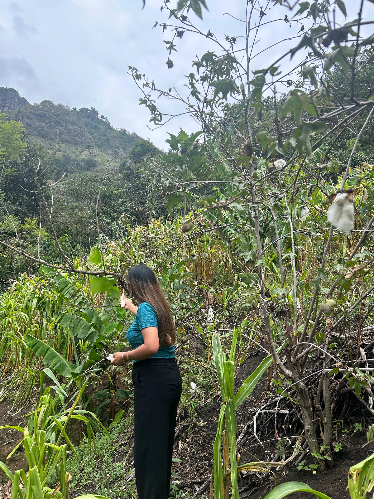 A woman taken cotton from the cotton three, stands in a lush green outdoor field or garden, surrounded by plants and trees under an overcast sky.