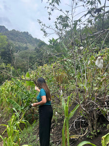 A woman taken cotton from the cotton three, stands in a lush green outdoor field or garden, surrounded by plants and trees under an overcast sky.