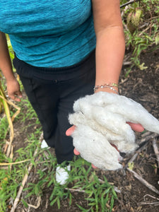 A hand holding a clump of white cotton fibers outdoors, with soil, small green plants, and part of a person's leg visible in the background.