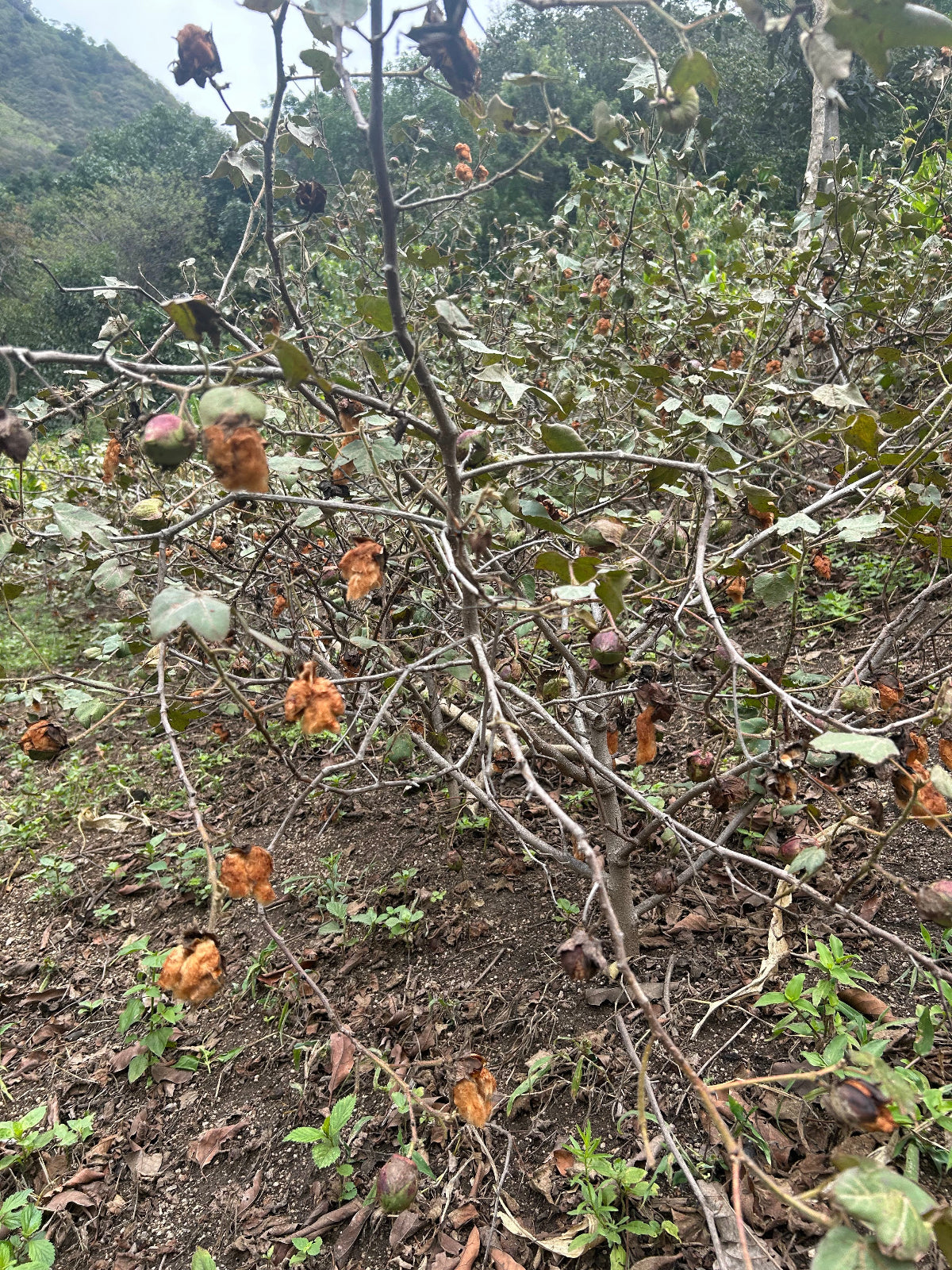 A close-up view of a cotton three in San Juan La Laguna , with many brown cotton (ixcaco), dried leaves among green and gray-green foliage and branches. The ground is covered in soil and scattered dry leaves, and a hazy green hillside is visible in the background.