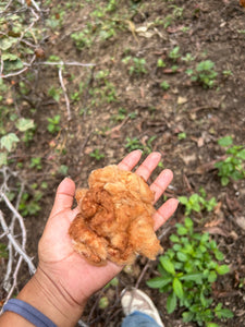 A hand holding a clump of golden-brown cotton (ixcaco) fibers outdoors, with soil, small green plants, and part of a person's leg visible in the background.