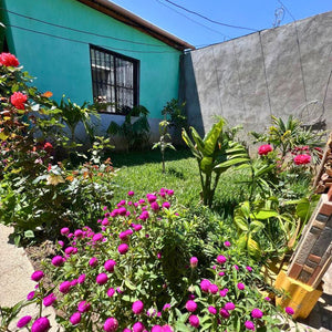 Beautiful garden planted by Doña Marta