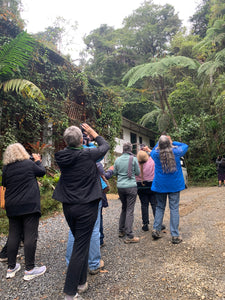 Group of women holding binoculars and cell phones, looking at a nearby male quetzal perched in a tree
