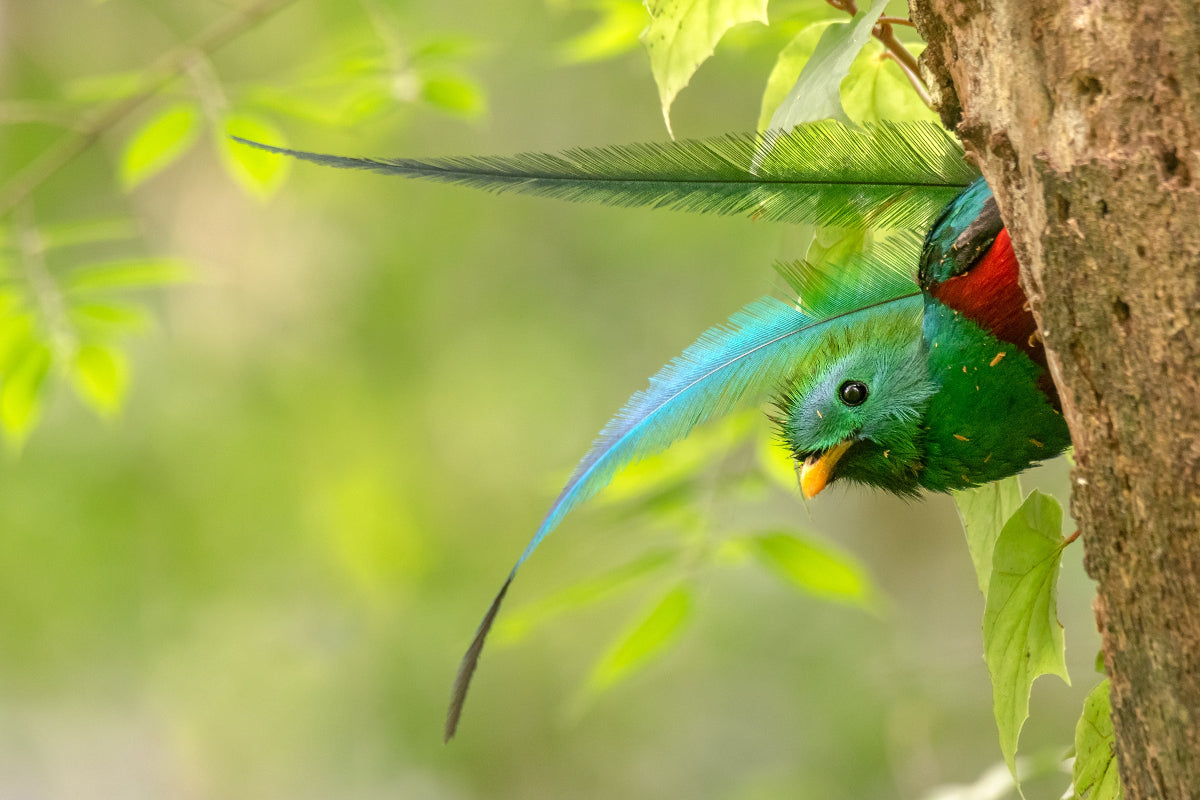 Male resplendent quetzal peeking out of nest