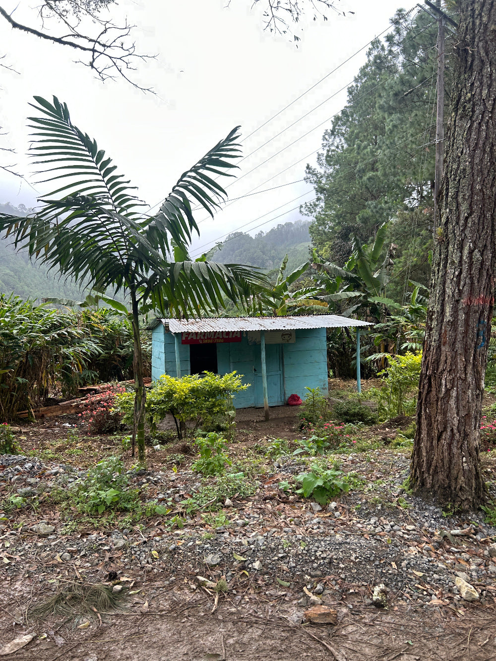 Small building in a forested area with trees and greenery surrounding it.