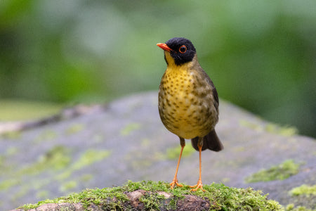 Bird with a black head and yellow body standing on a mossy rock