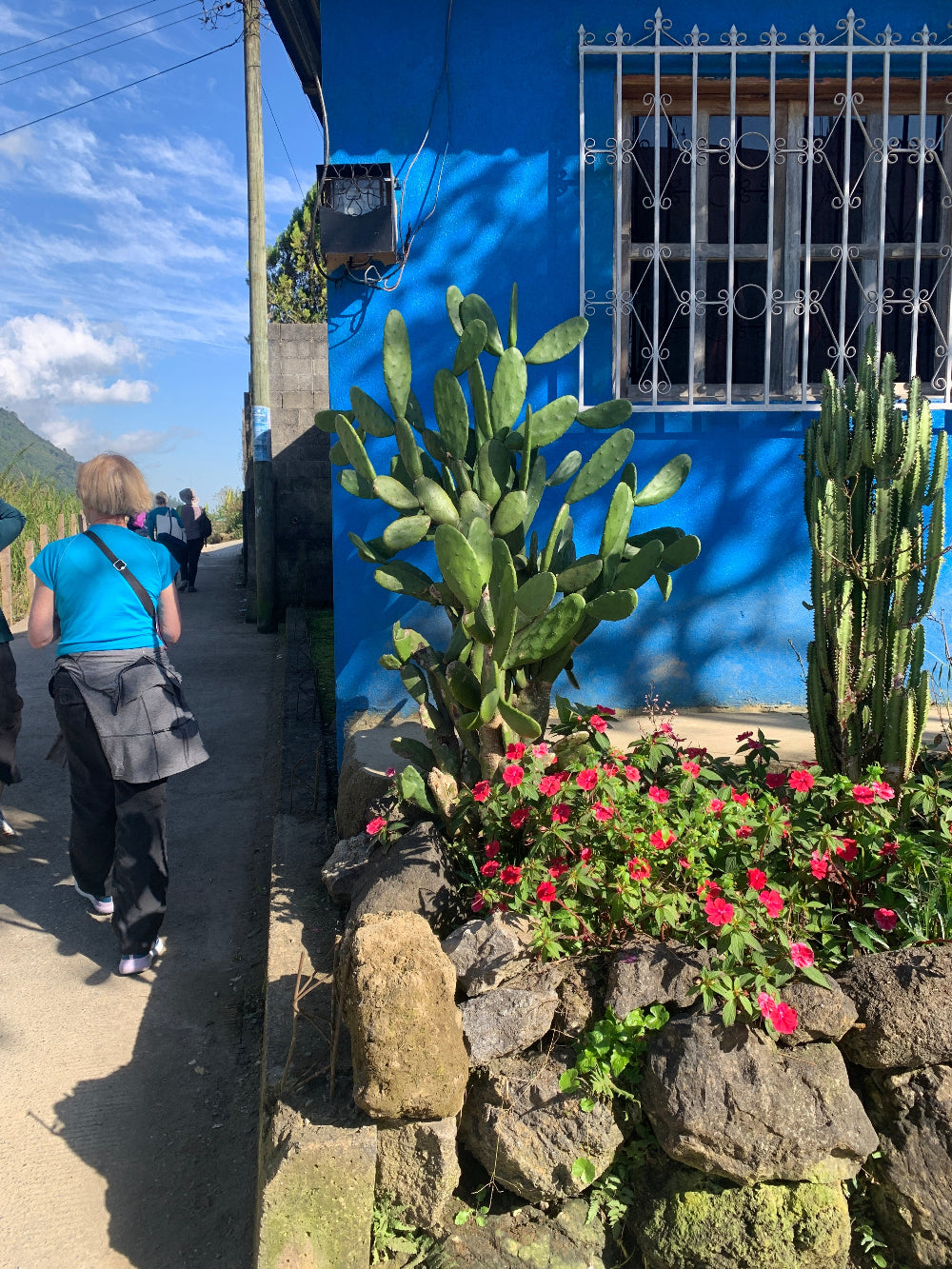 Person walking alongside a blue wall with cactus and flowers.