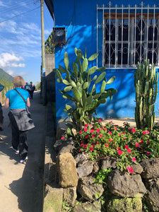 Person walking alongside a blue wall with cactus and flowers.